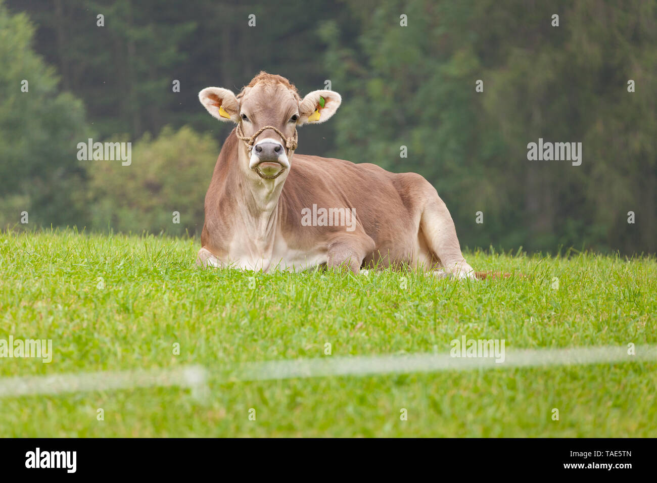 A brown alpine cow resting in a green pasture in Dolomites area Stock ...