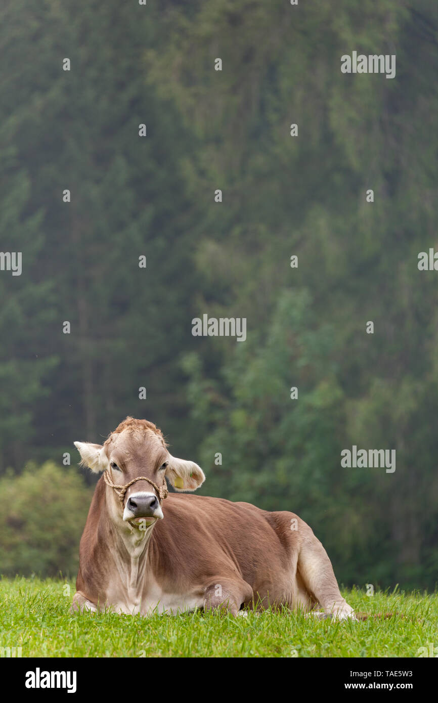 A brown alpine cow resting in a green pasture in Dolomites area Stock ...