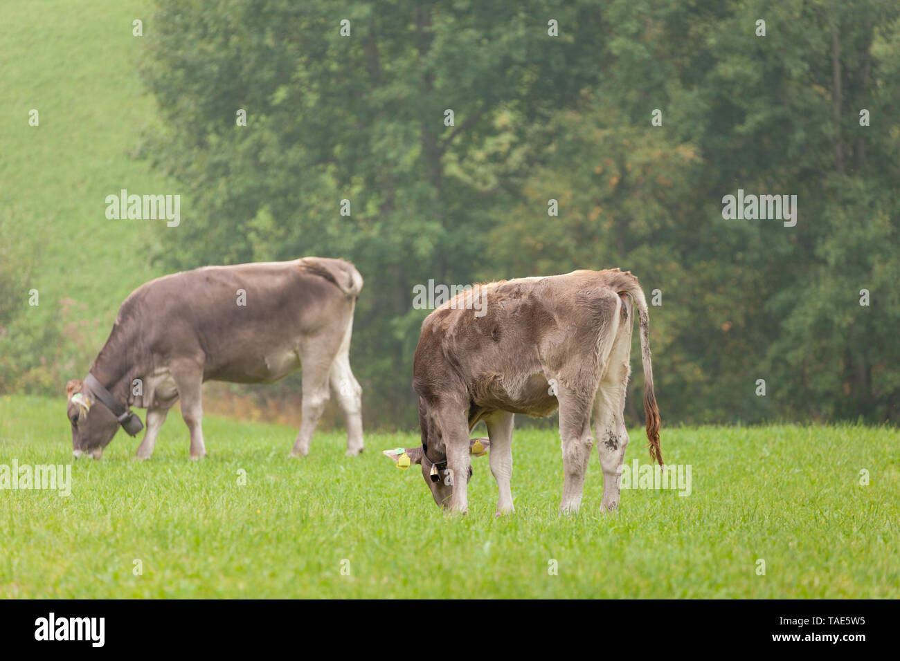 A brown alpine cow resting in a green pasture in Dolomites area Stock ...
