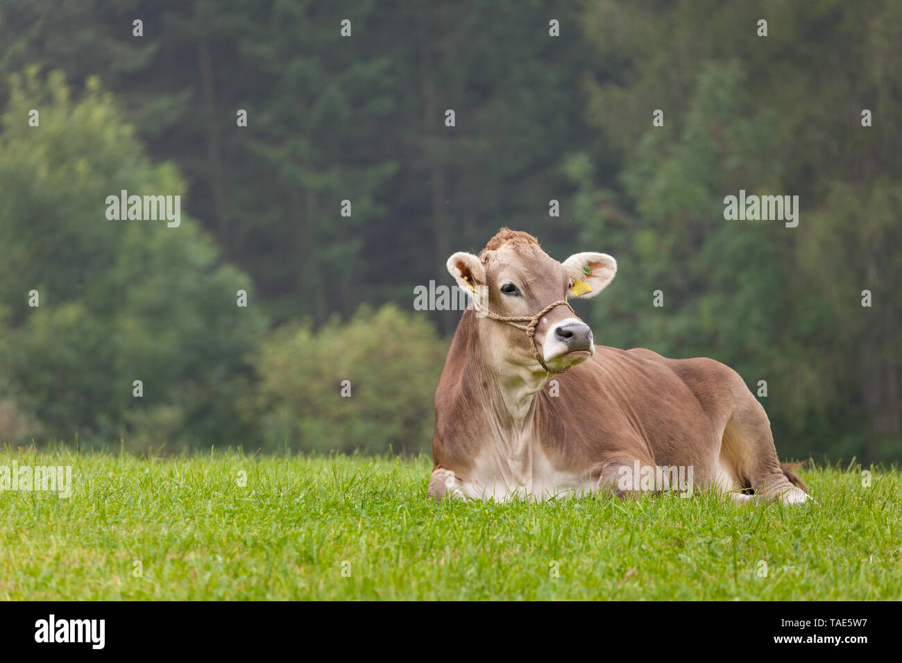 A brown alpine cow resting in a green pasture in Dolomites area Stock ...