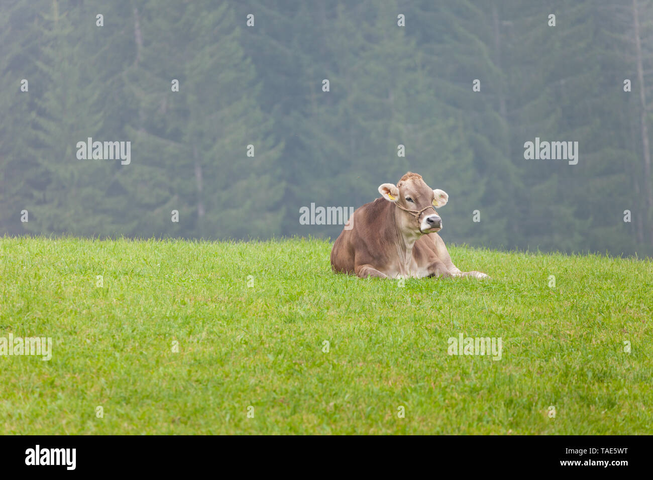 An happy brown alpine cow resting in a green pasture in Dolomites area ...