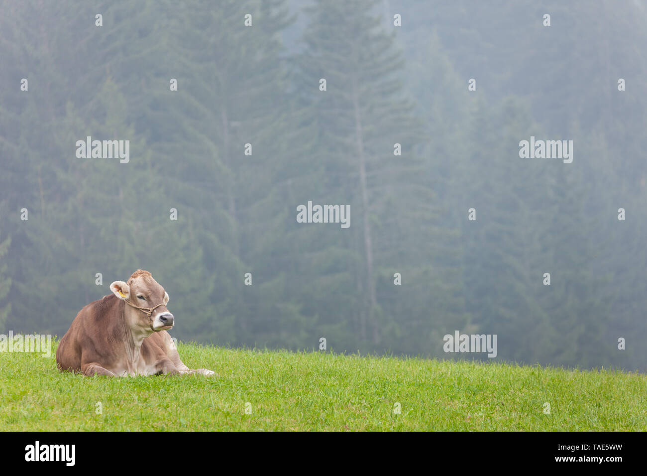 An happy brown alpine cow resting in a green pasture in Dolomites area Stock Photo