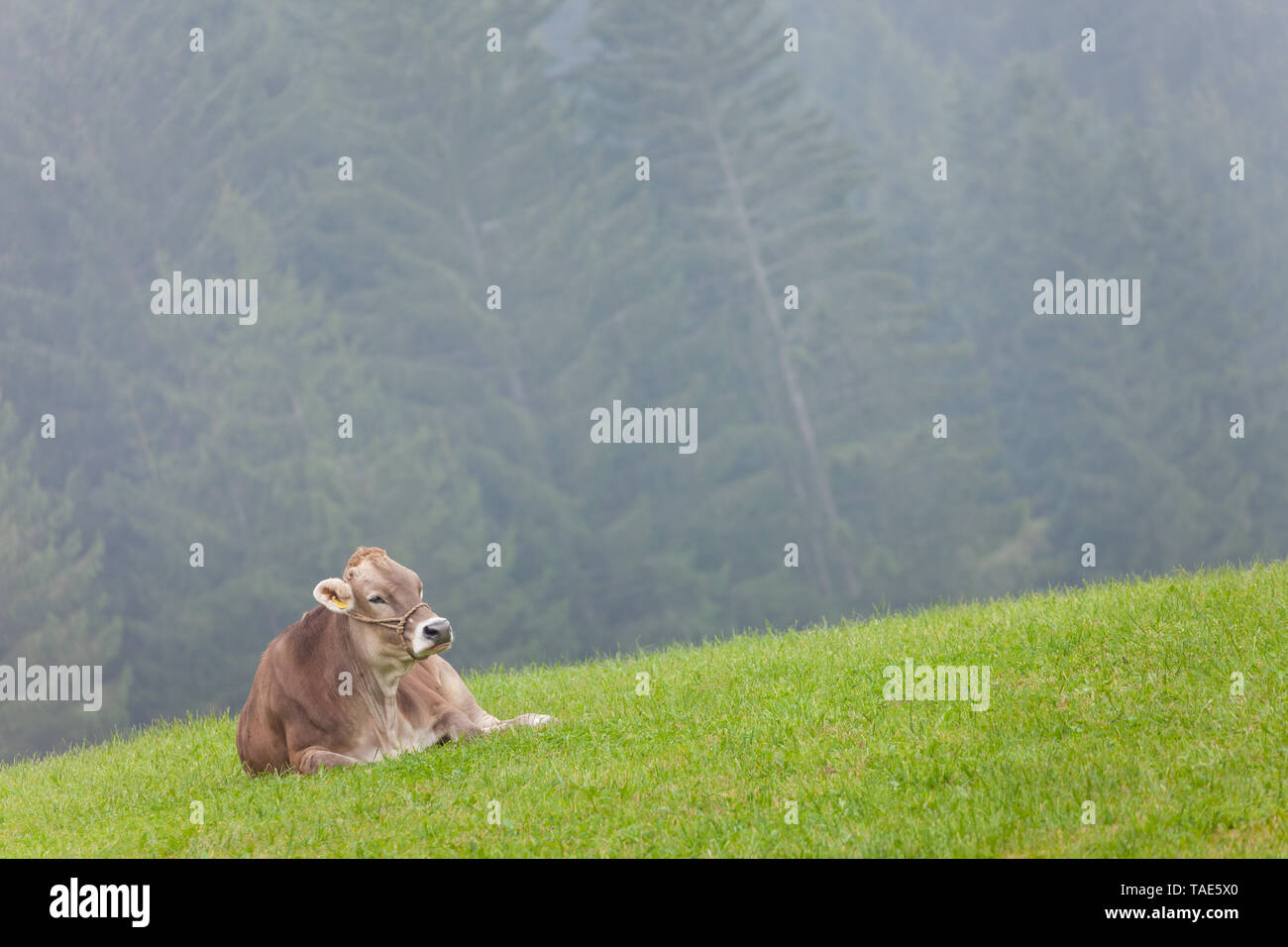 An happy brown alpine cow resting in a green pasture in Dolomites area ...