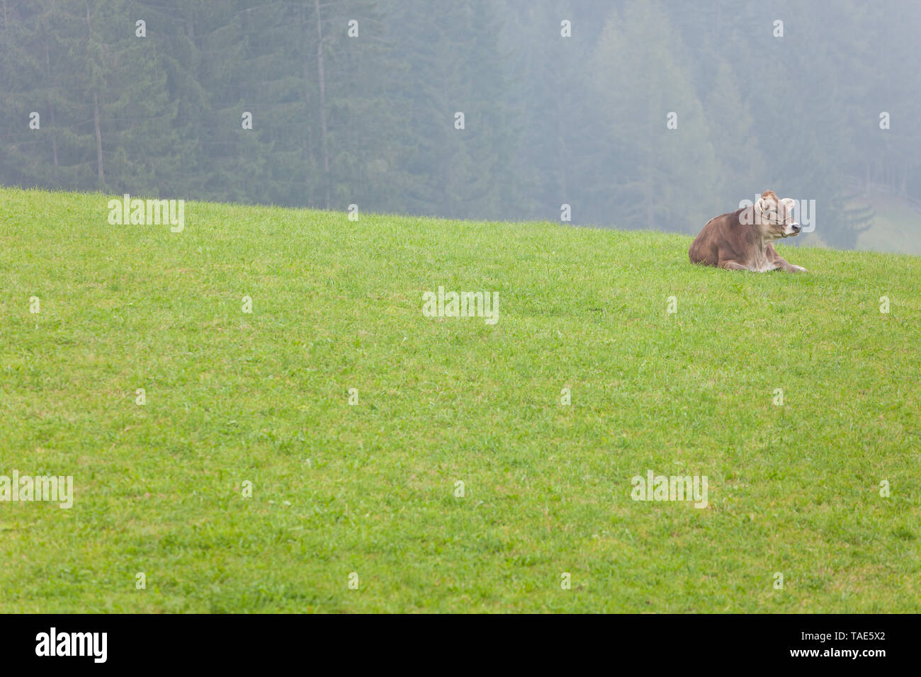 An happy brown alpine cow resting in a green pasture in Dolomites area ...
