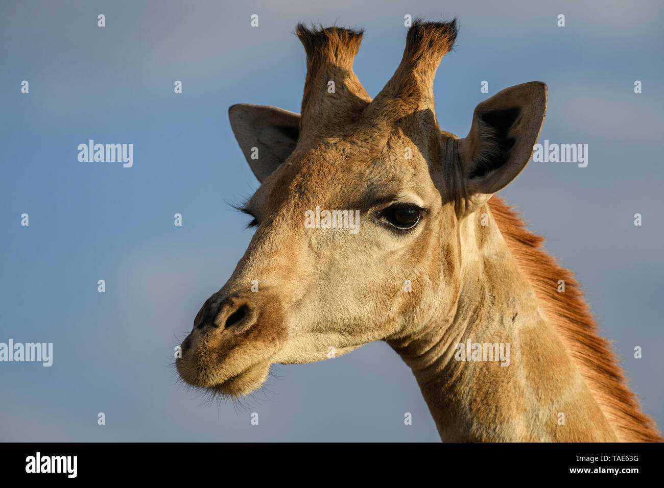 Giraffe - Giraffa giraffa, safari in Etosha National Park, Namibia, Africa. Cute member of African big five. Stock Photo