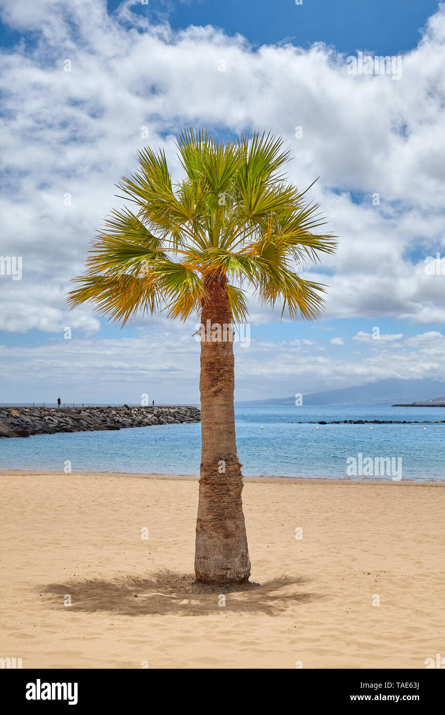 Palm tree on the Playa de Las Teresitas beach in San Andres, Tenerife, Spain. Stock Photo