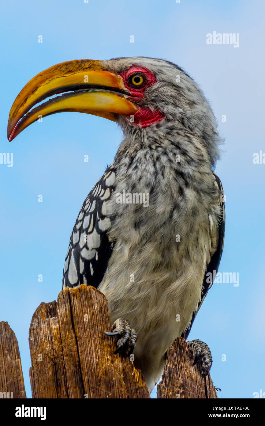 Close-up of a southern yellow-billed hornbill sitting on a wooden pole (full length) Stock Photo