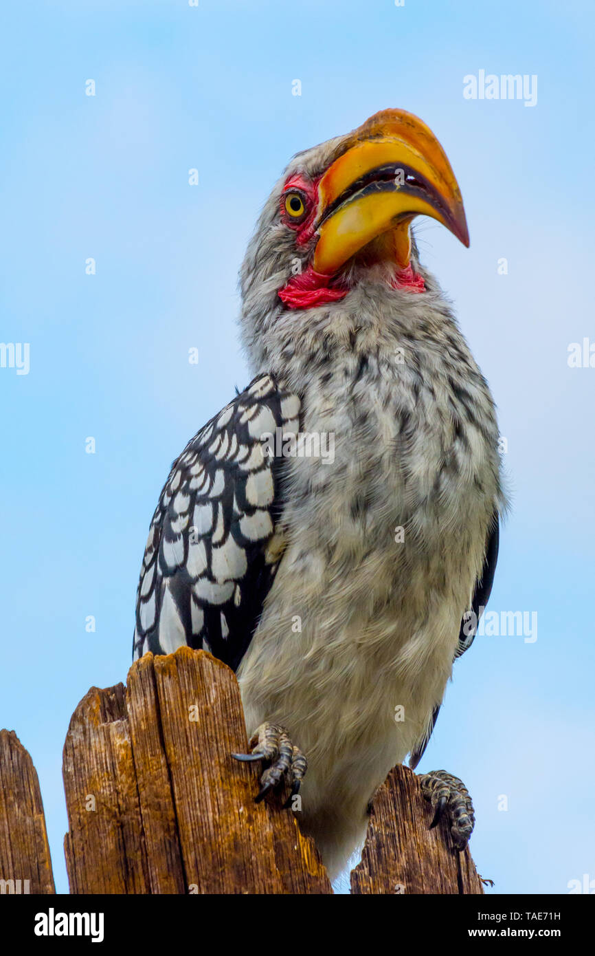 Close-up of a southern yellow-billed hornbill sitting on a wooden pole (full length) Stock Photo