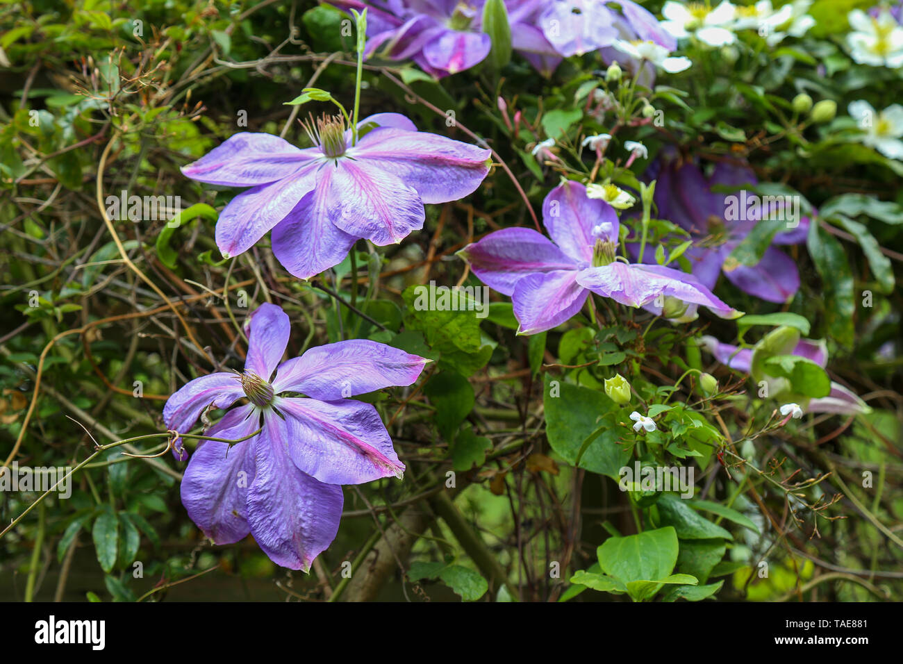 Pink and purple flowers of Clematis Dianas Delight Stock Photo Alamy