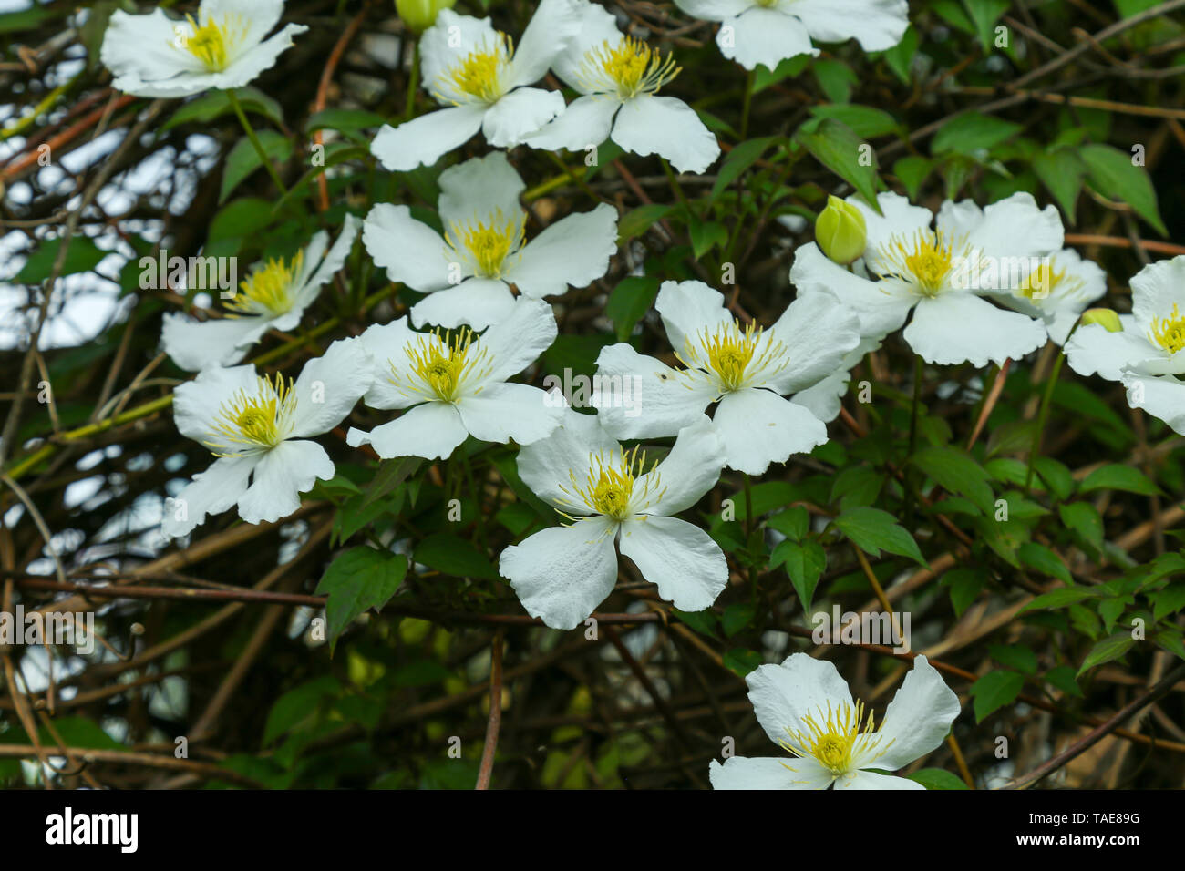 Many white flowers of Clematis armandii Stock Photo