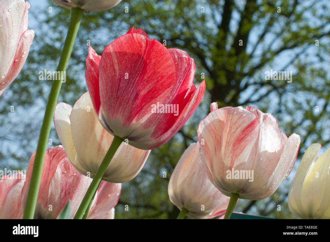 Tulip 'Silverstream' in bloom in a garden Stock Photo Alamy