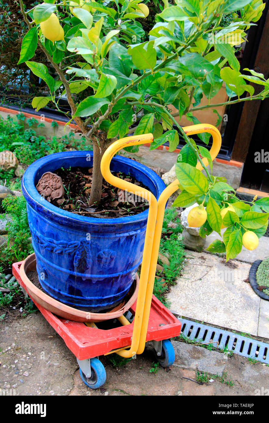 Tree wagons hi-res stock photography and images - Alamy