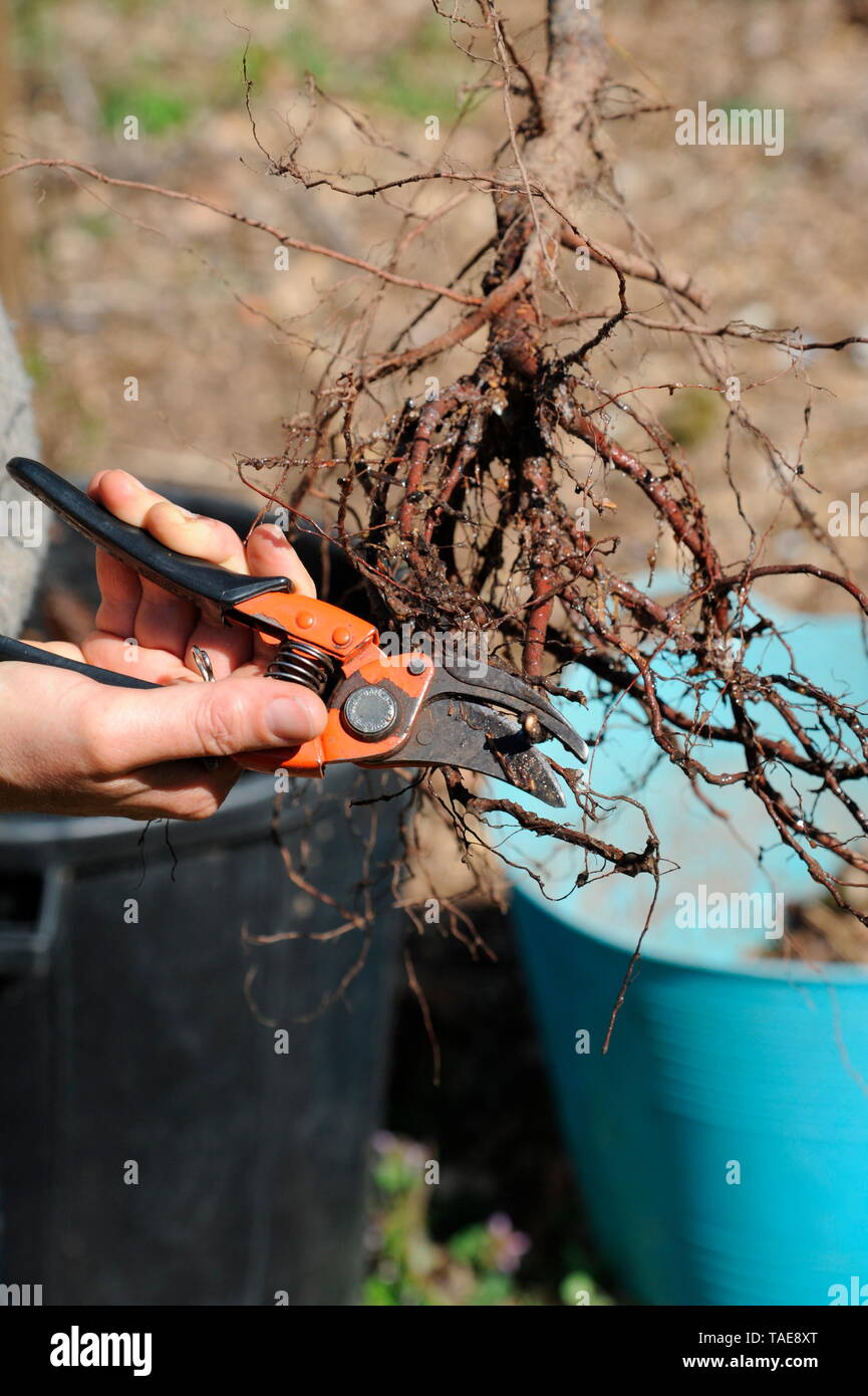 Lasagna bed ; plant fruits in lasagna bed. In soils that are poor