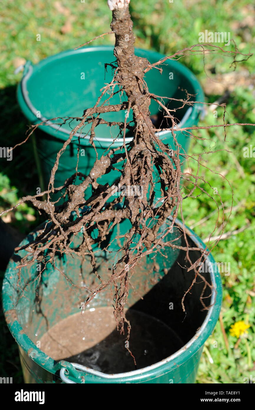 Lasagna bed ; plant fruits in lasagna bed. In soils that are poor