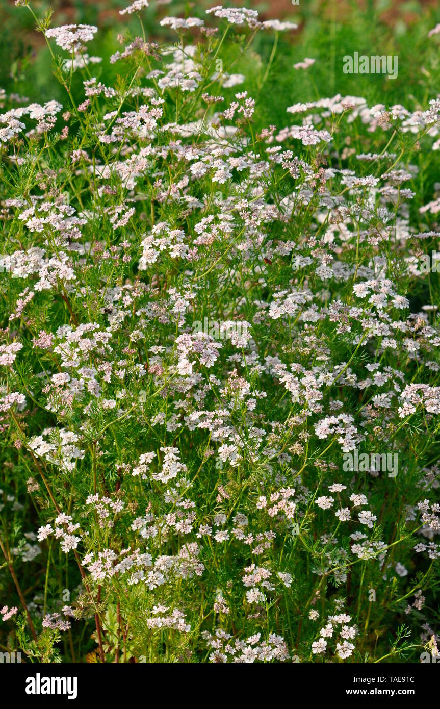Coriander inflorescence hires stock photography and images Alamy