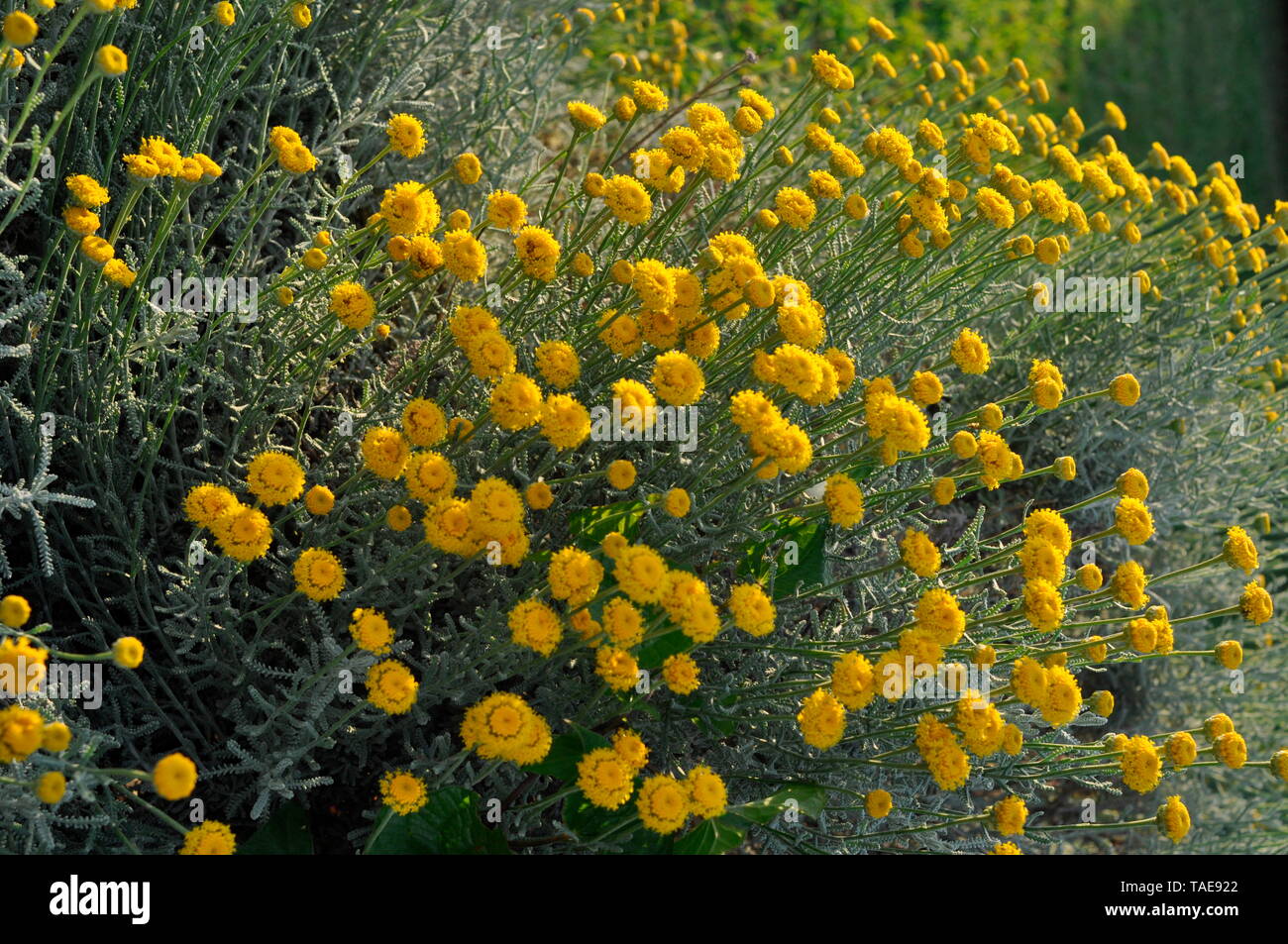 Lavender Cotton Santolina Chamaecyparissus High Resolution Stock Photography and Images Alamy