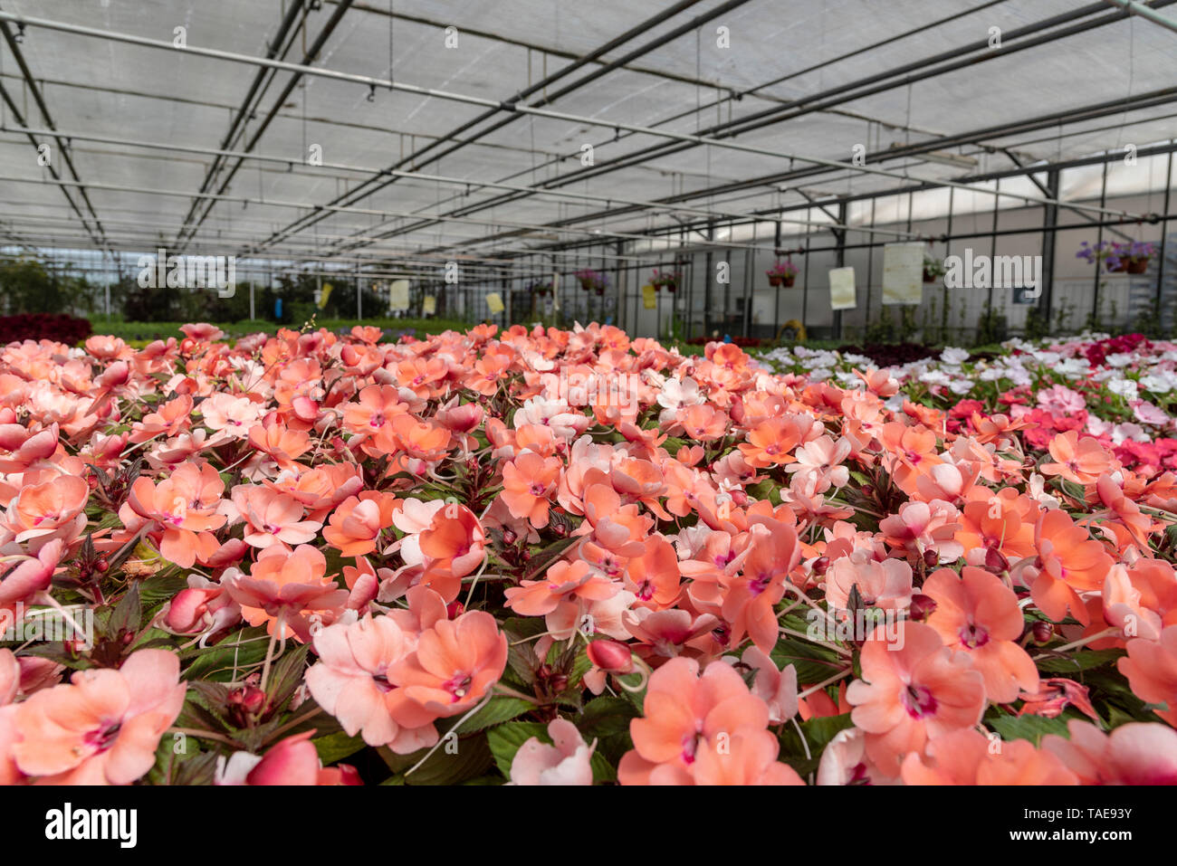 Impatiens 'Sunpatiens' rose in a greenhouse, spring, Pas de Calais, France Stock Photo