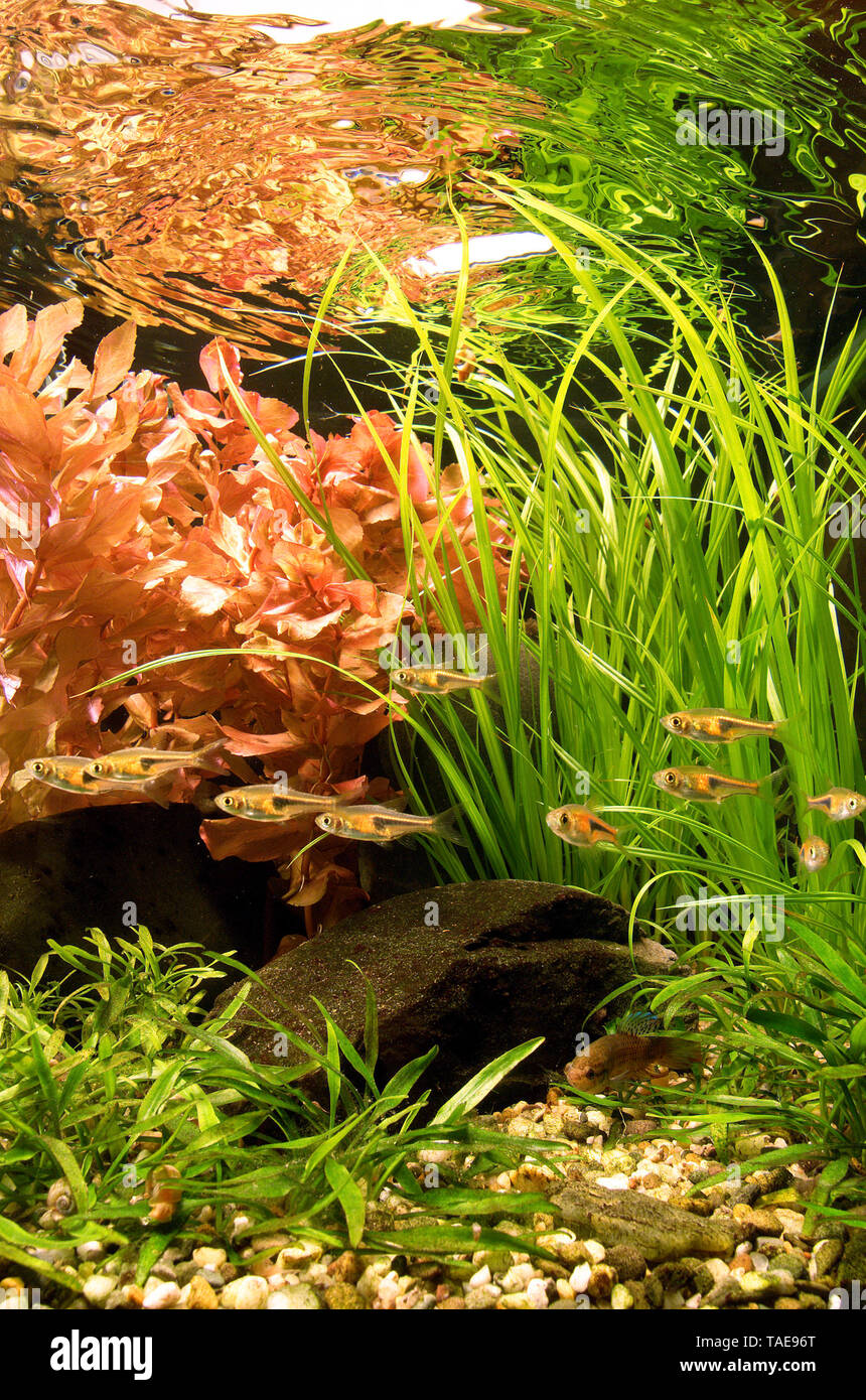 School of Lambchop rasboras (Trigonostigma espei) in fully planted aquarium Stock Photo