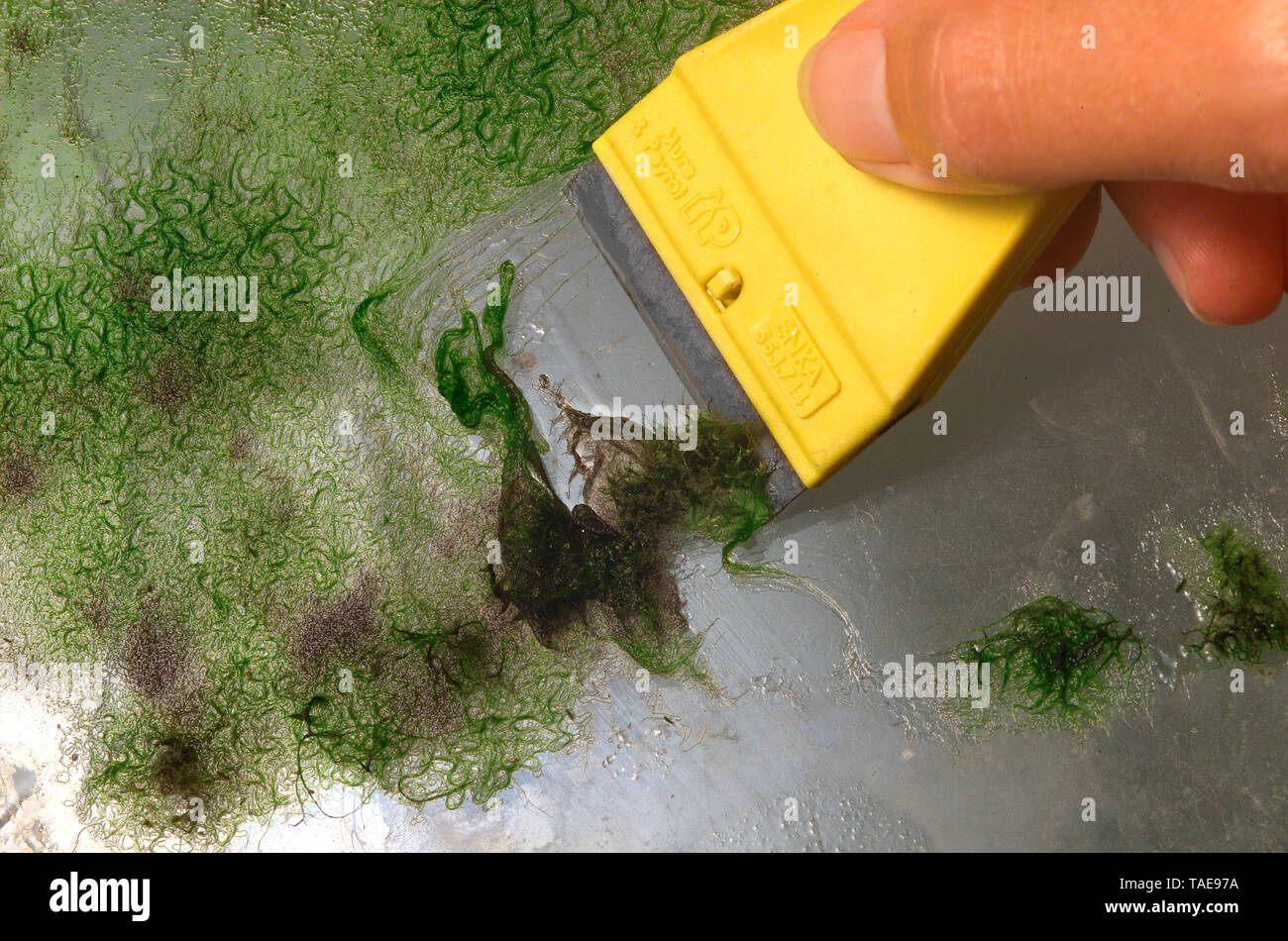 Removing algae from aquarium glass Stock Photo