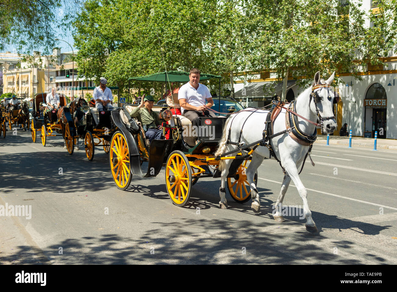 Horse drawn carriages taking tourists on a sight-seeing tour of Seville, Andalusia region, Spain Stock Photo