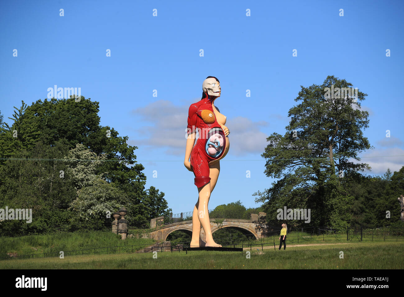 A woman looks at the ten-metre tall sculpture The Virgin Mother by artist Damien Hirst at the Yorkshire Sculpture Park (YSP) near Wakefield, ahead of the inaugural Yorkshire Sculpture International on June 22. Stock Photo