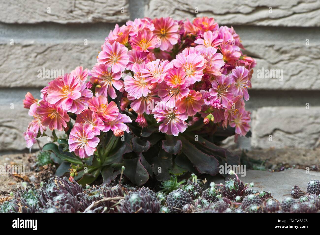Siskiyou lewisia (Lewisia cotyledon) in front of a wall, Emsland, Lower Saxony, Germany Stock Photo