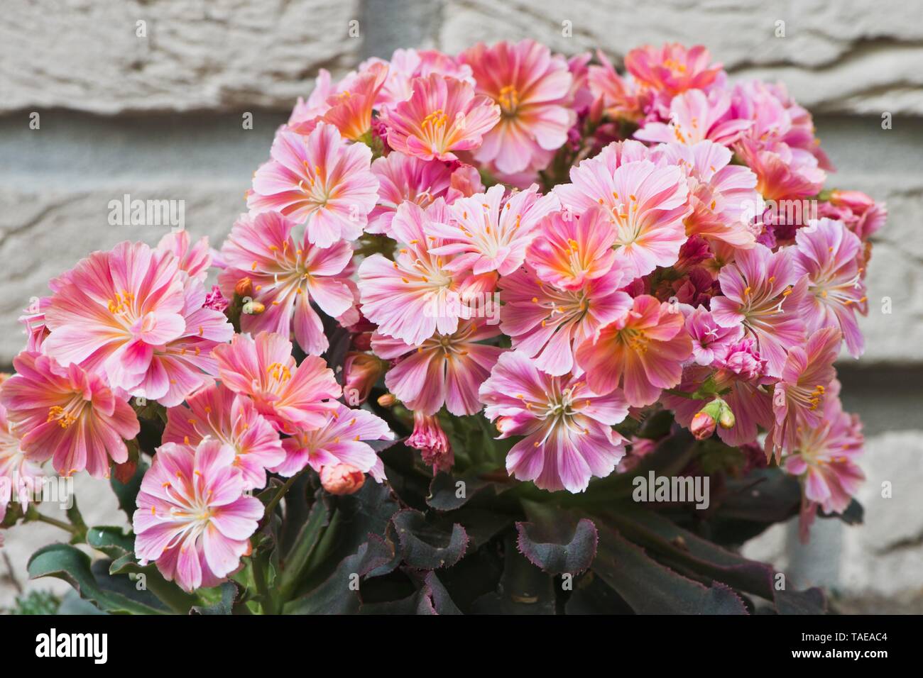 Siskiyou lewisia (Lewisia cotyledon) in front of a wall, Emsland, Lower Saxony, Germany Stock Photo