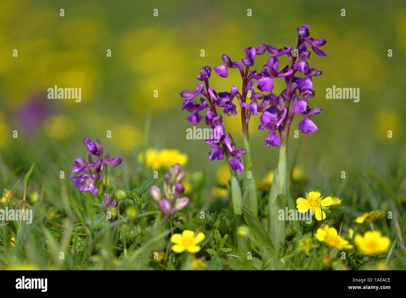 Green-winged orchid (Anacamptis morio) blooms in a meadow, Hesse, Germany Stock Photo
