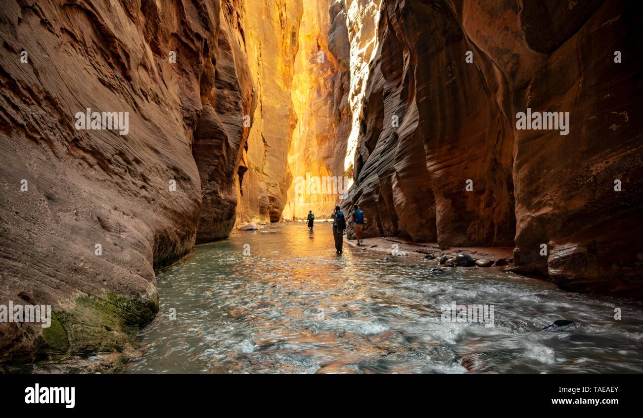 View Virgin River Utah Zion Background