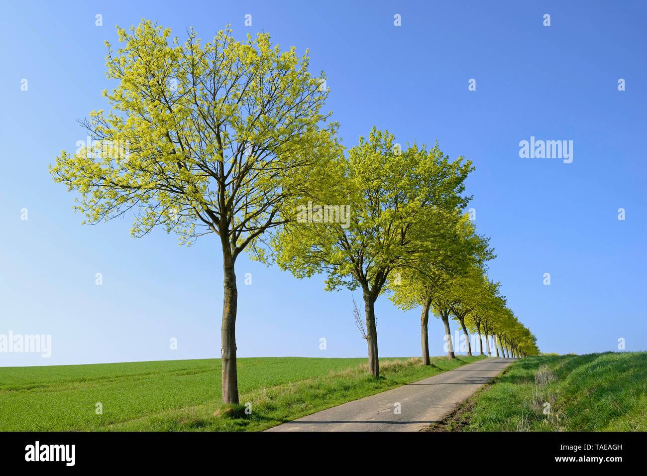 Maple (Acer), tree row in spring at a street in front of a blue sky