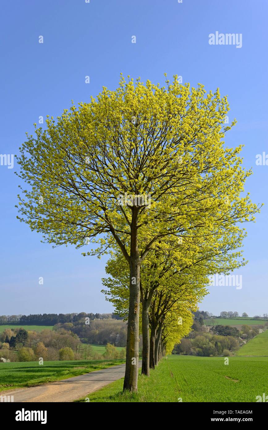 Maple (Acer), tree row in spring at a street in front of a blue sky