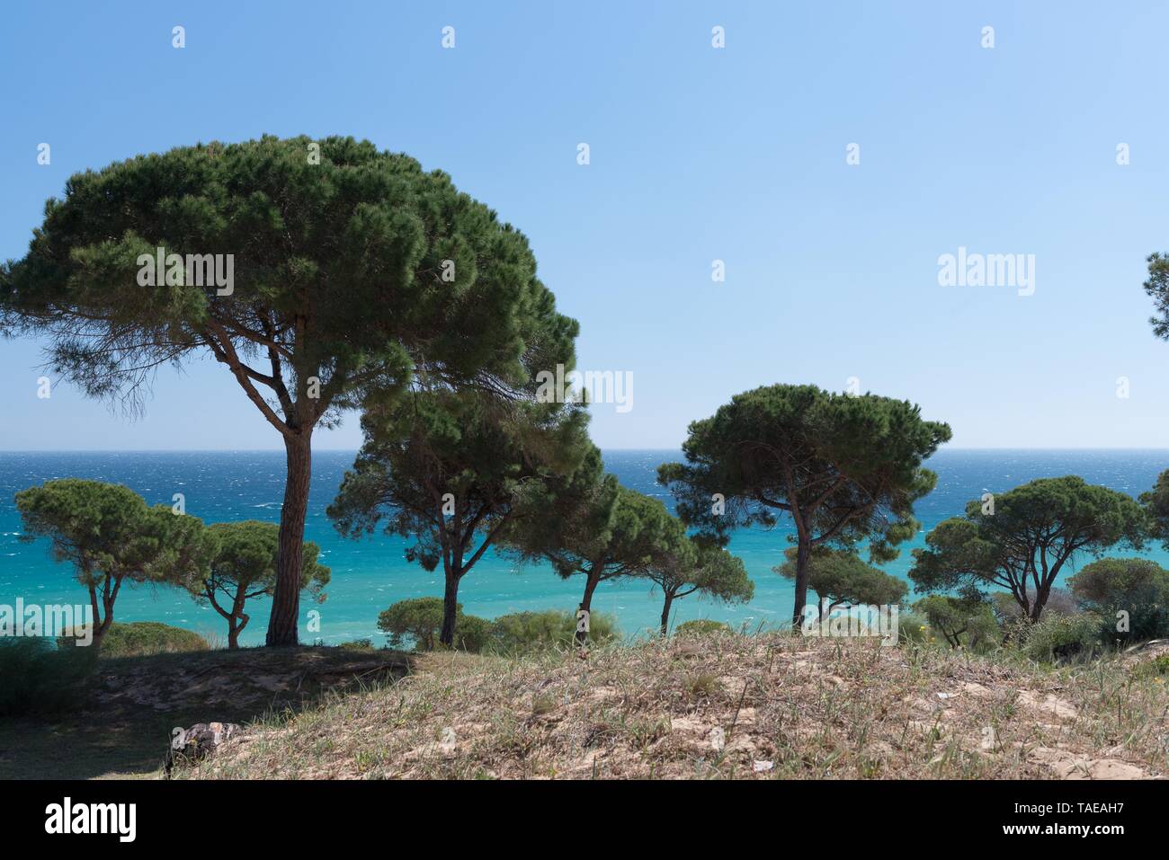 Blue sky above pine trees hi-res stock photography and images - Alamy