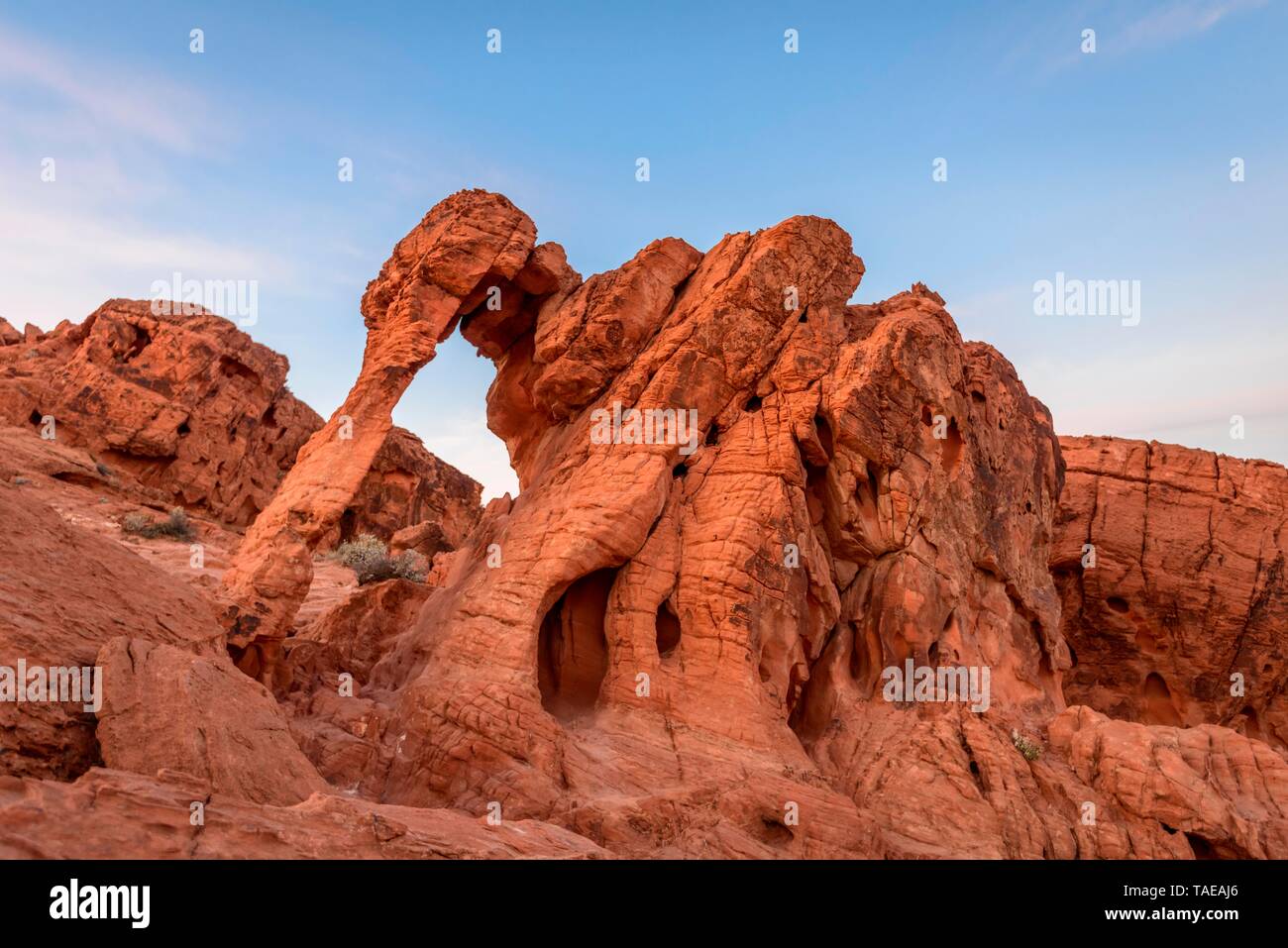 Elephant Rock, rock formation, sandstone formation, Valley of Fire, Nevada, USA Stock Photo