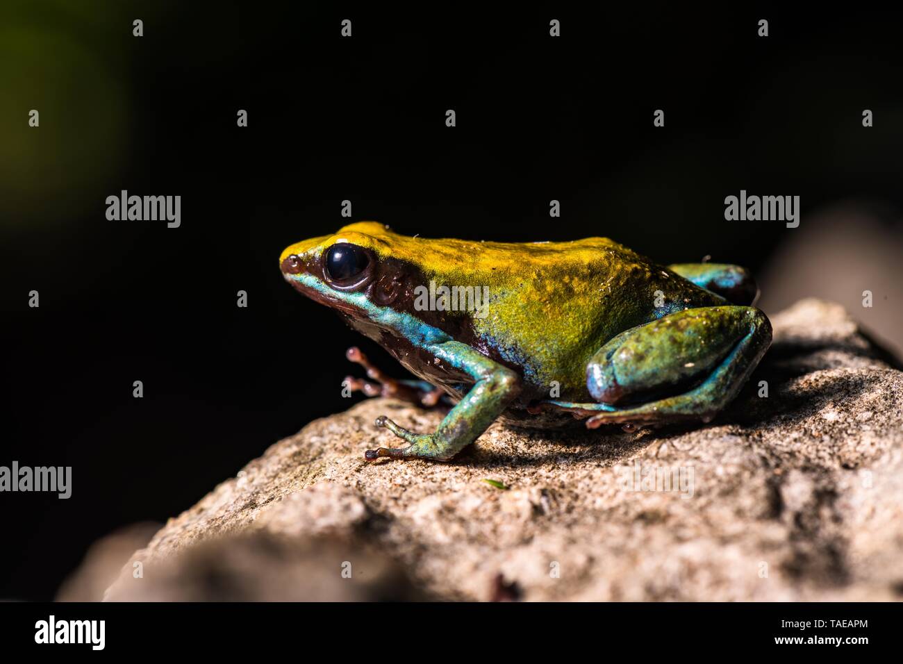 Green Madagascar Cotton Frog (Mantella viridis) sits on stone, Nosy Hara National Park, North Madagascar, Madagascar Stock Photo
