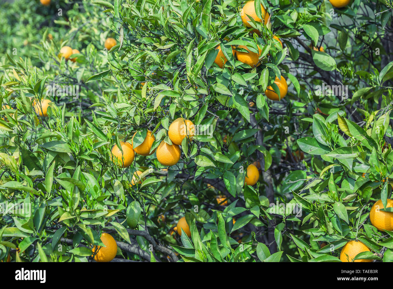Tropical fruits trees hi-res stock photography and images - Alamy