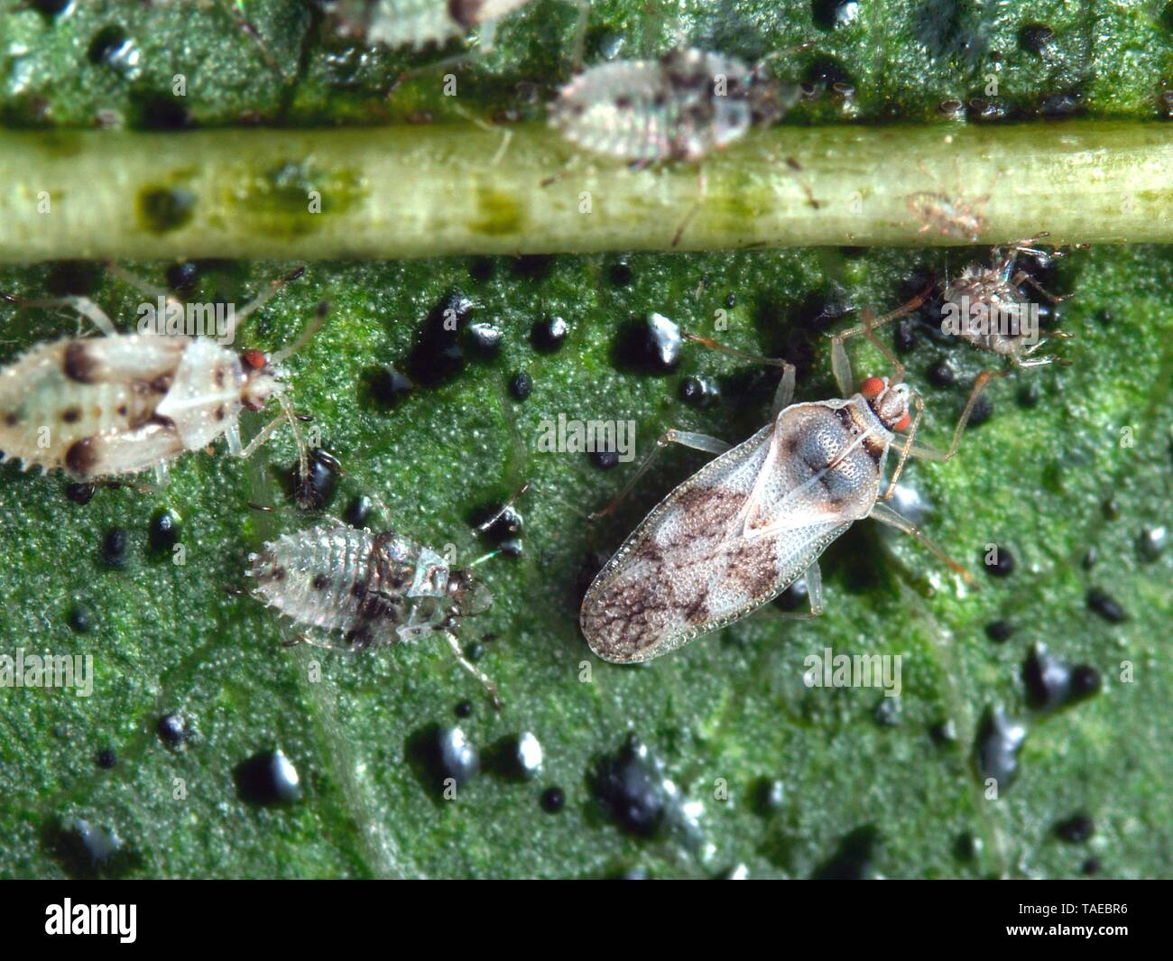 Almond Lace Bug (Monosteira unicostata) on almond leaf. This pest can have several generations in southern Europe and cause the fall of almond leaves. Polyphage, also attacks the cherry trees, pear trees etc. Size of the winged adult: 2 mm. Stock Photo