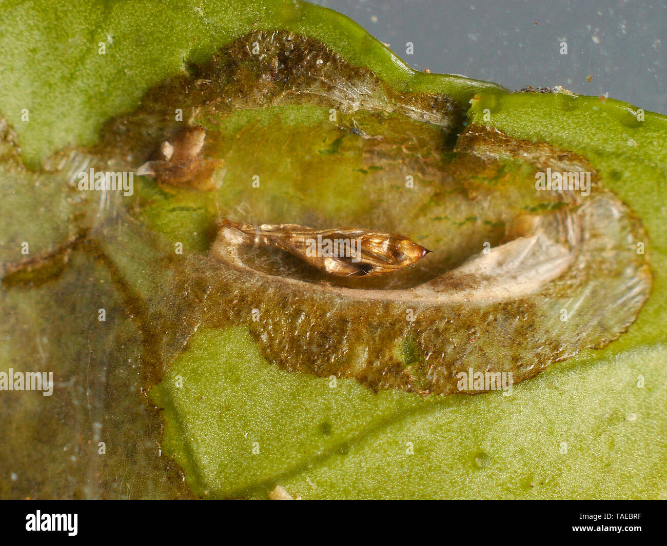 Gallery in a lemon tree leaf, with empty nymph of the citrus leafminer (Phyllocnistis citrella) that emerged. Stock Photo
