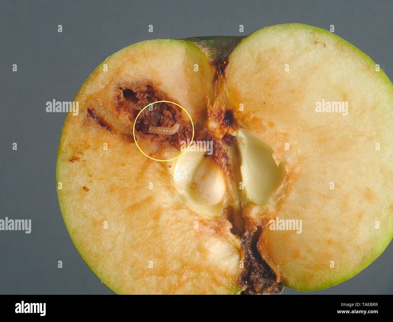 Carpocapsa Larve of Codling Moth (Cydia pomonella) in the apple. It is this ...