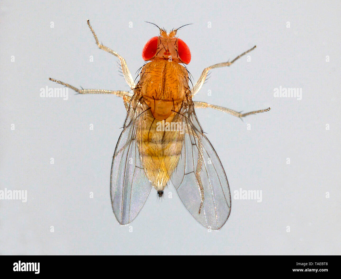 Fruit fly (Drosophila melanogaster) emerged from an olive Stock Photo