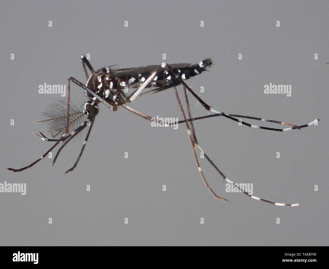 Asian Tiger Mosquito Aedes Albopictus Female Caught In A Garden