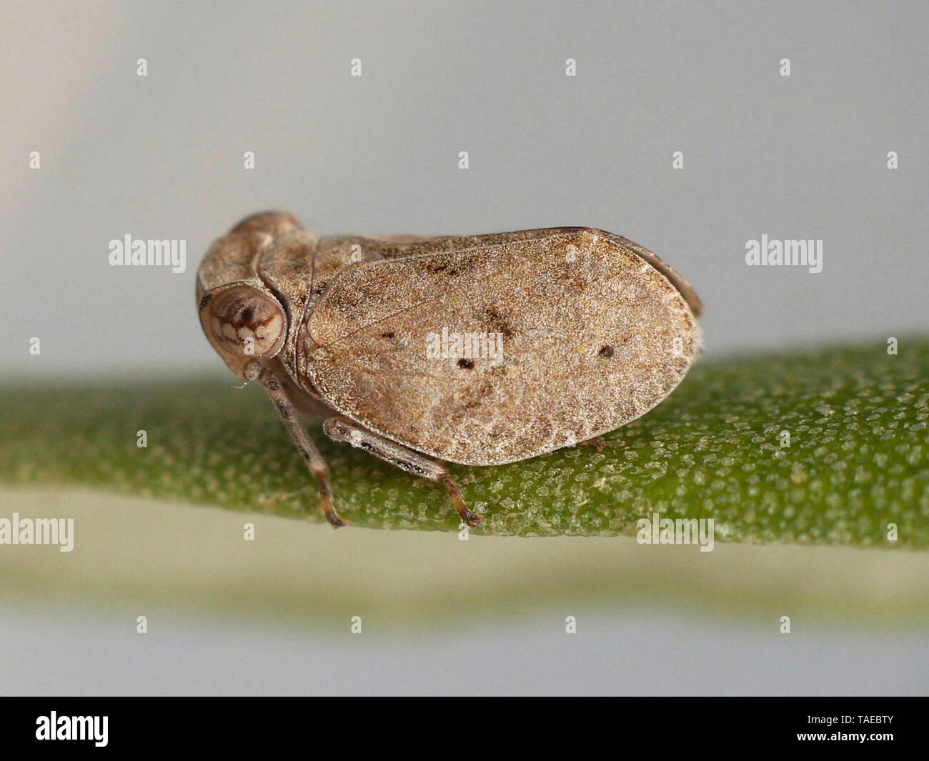 Common issid planthopper (Issus coleoptratus) on olive leaf Stock Photo