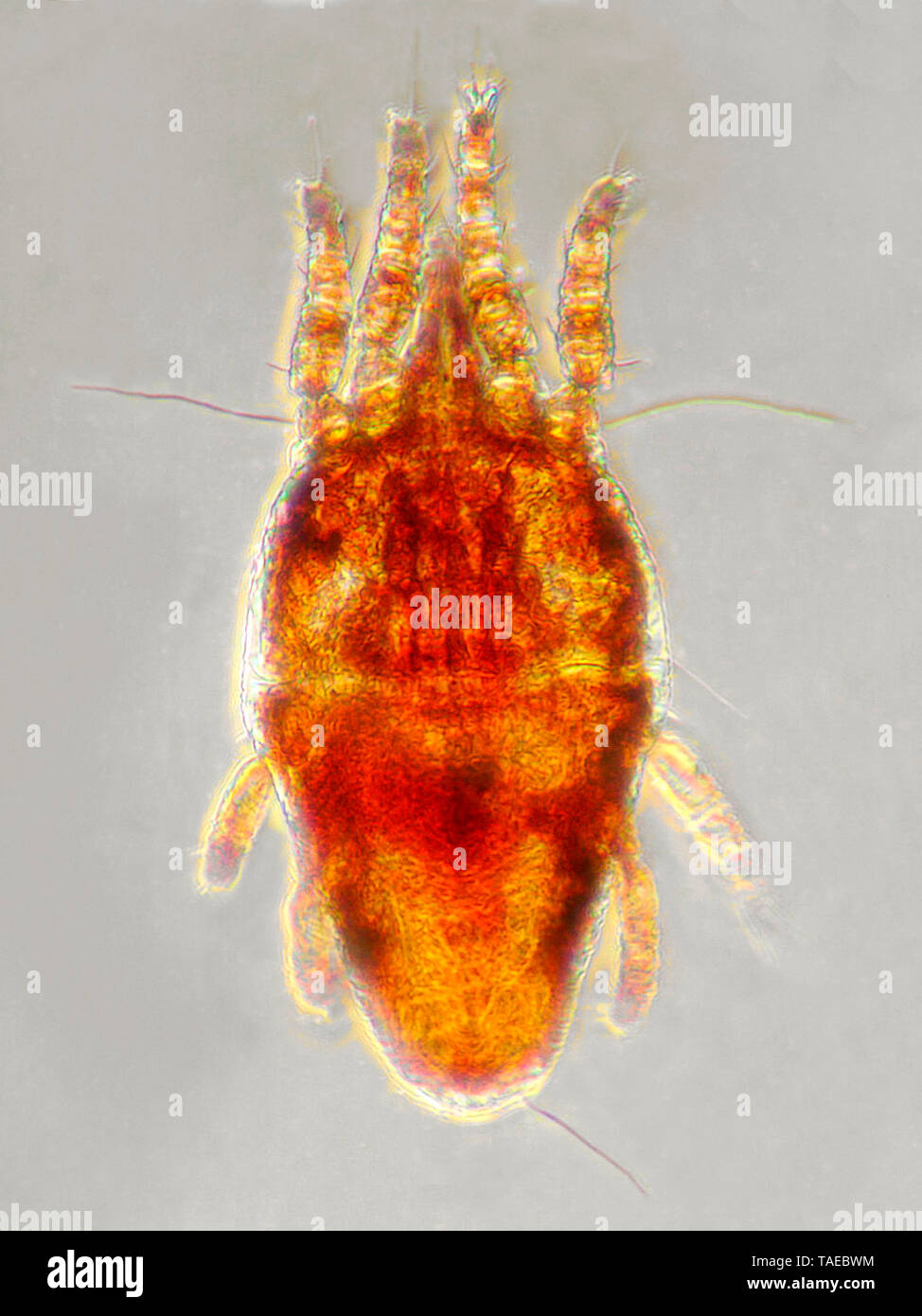 Photomicrograph of mite (Brevipalpus oleae) caught on olive leaves, size 300 ?m, Espolla, Spain Stock Photo