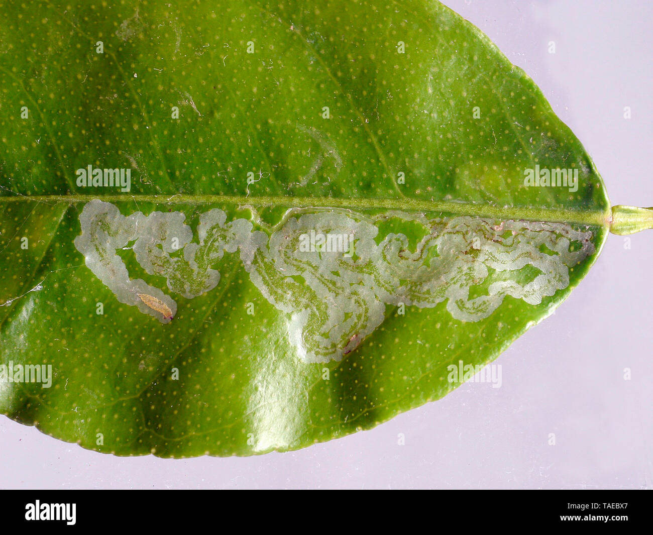 Leaf Of Lemon Tree Mined By A Citrus Miners Larva Phyllocnistis Citrella Visible On The 0825