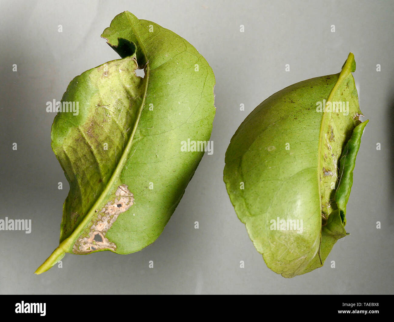 Reverse twisted leaves of lemon tree, and folds under which colonies of mites develops. Municipality of Espolla, Spain. Stock Photo