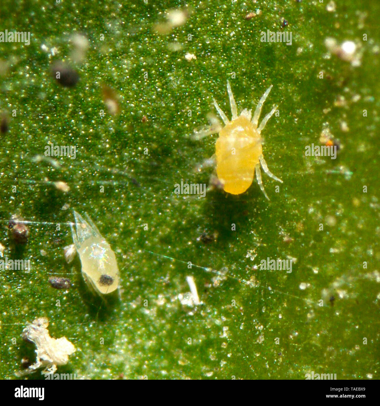 Yellow mite (Brachytydeux formosa) moving under a lemon tree leaf, on