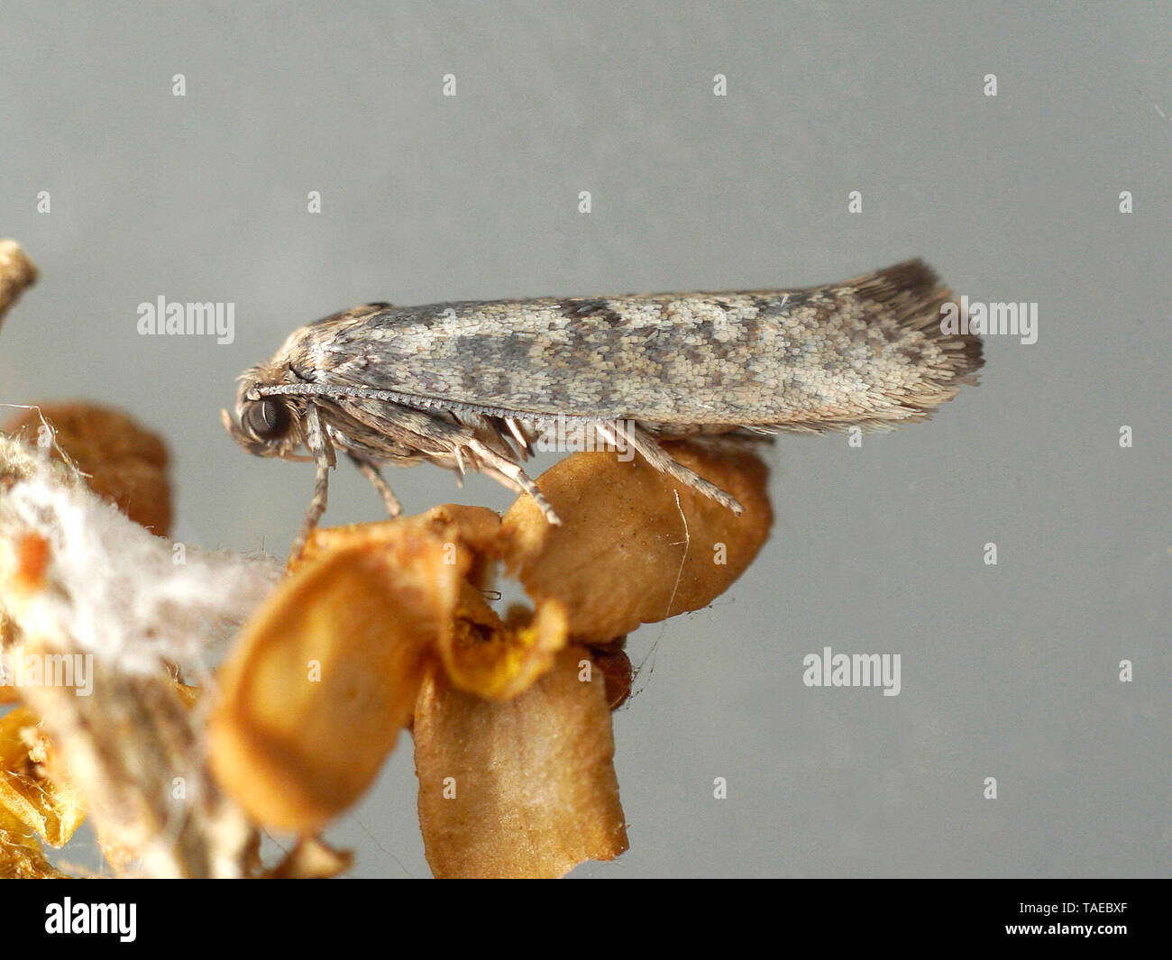 Portrait of Olive moth (Prays oleae), just out of its chrysalis, length 7 mm Stock Photo