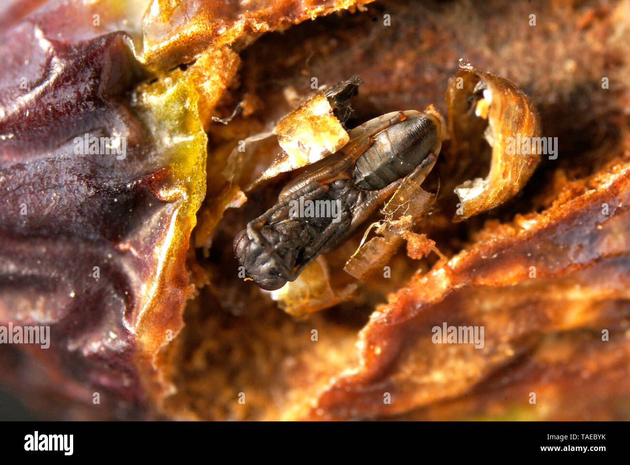 Diptera pupa hi-res stock photography and images - Alamy