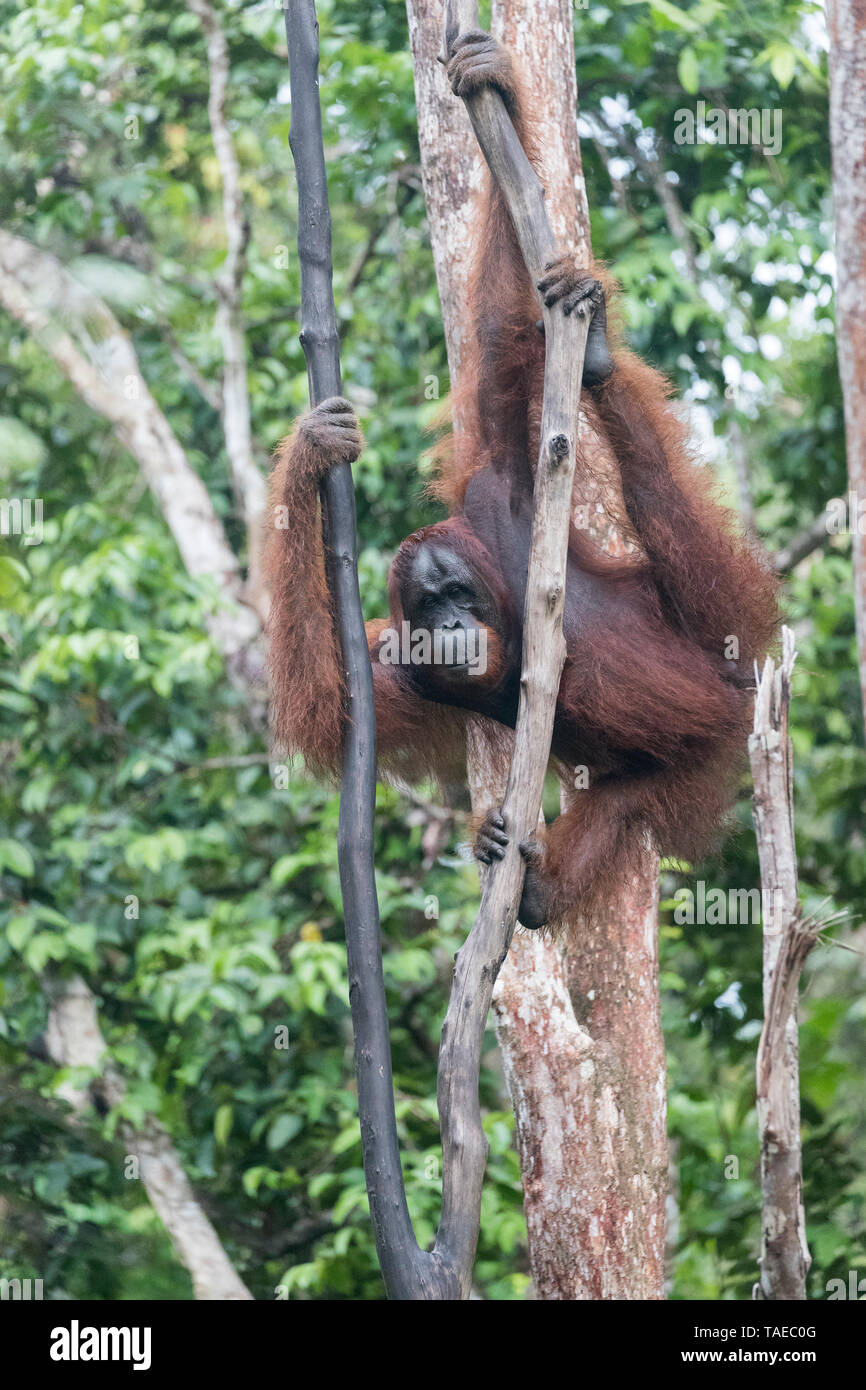 Bornean orangutan (Pongo pygmaeus pygmaeus), Tanjung Puting National Park, Borneo, Indonesia Stock Photo