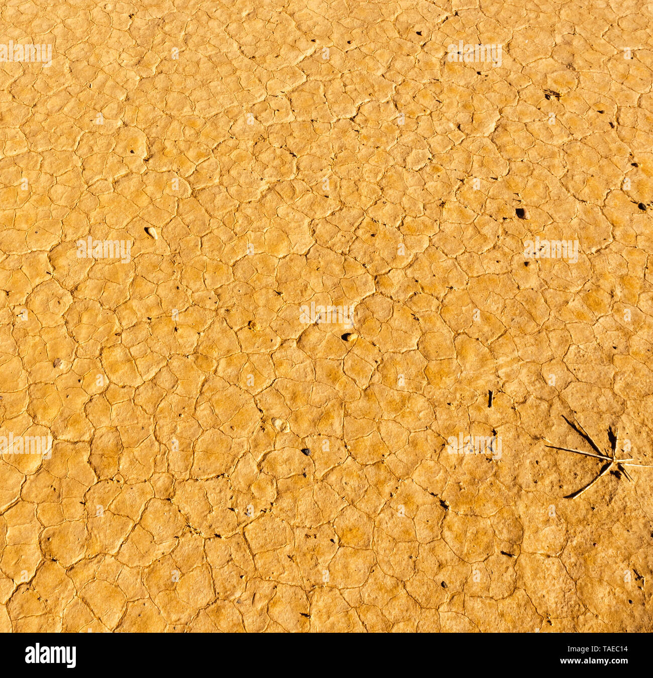 Cracked earth in Sahara desert, africa, Crack soil on dry season