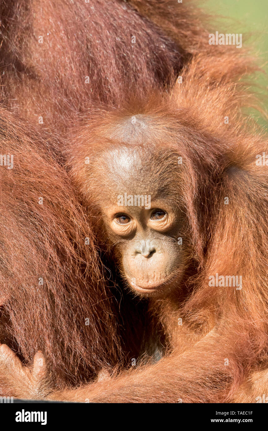 Bornean orangutan (Pongo pygmaeus pygmaeus), Baby, Tanjung Puting National Park, Borneo, Indonesia Stock Photo